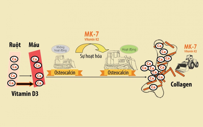 vitamin D3K2 hoạt động như thế nào?