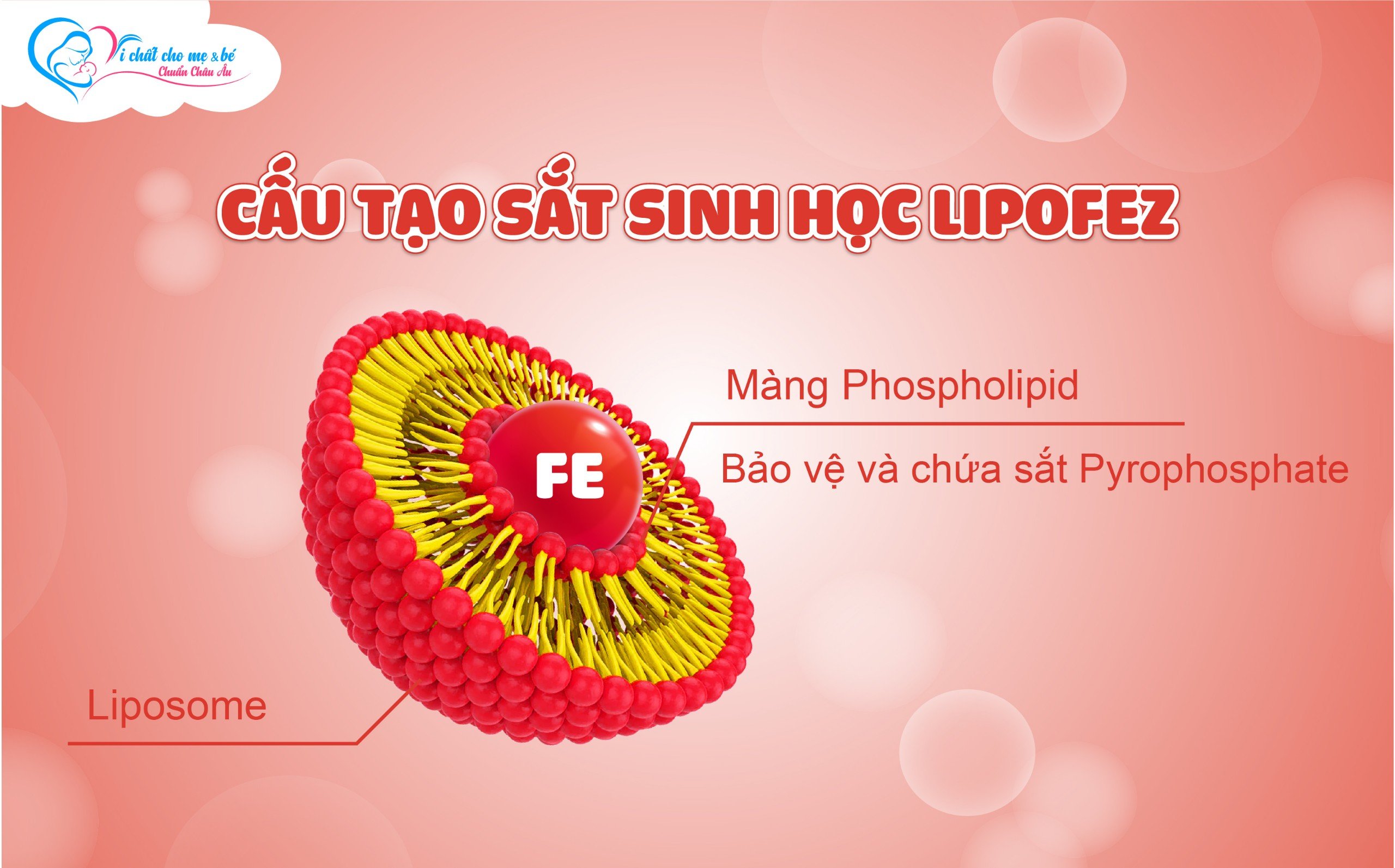 Cấu tạo sắt Lipofez