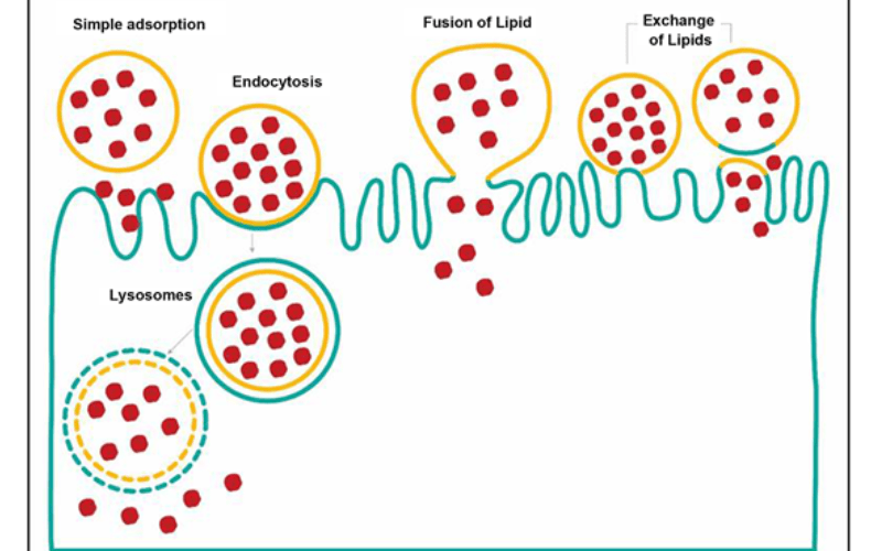 sắt sinh học liposome